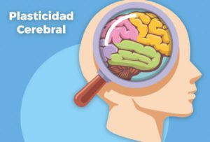 Lee más sobre el artículo Plasticidad Cerebral